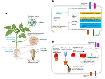 Drought and salt stress mitigation in crop plants using stress-tolerant auxin-producing endophytic bacteria: a futuristic approach towards sustainable agriculture